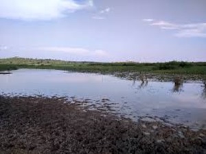 Yala swamp found in western Kenya